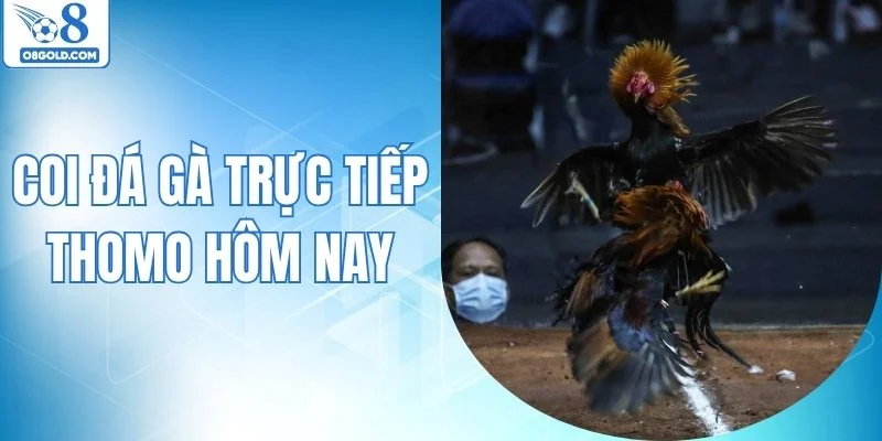 Coi Đá Gà Trực Tiếp Thomo Hôm Nay, Không Bỏ Lỡ Trận Hot