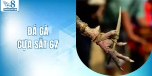 Đá Gà Cựa Sắt 67 - Cập Nhật Các Trận Chiến Nóng Mỗi Ngày