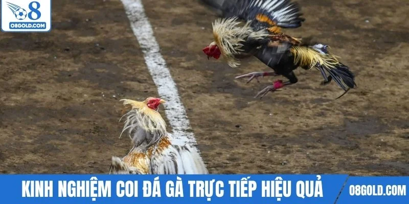Kinh nghiệm coi đá gà trực tiếp hiệu quả