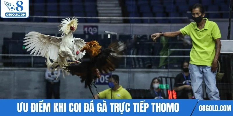 Những ưu điểm khi coi đá gà trực tiếp Thomo hôm nay